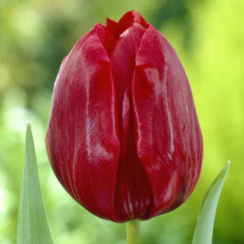 Pallada Tulip Bulbs -...