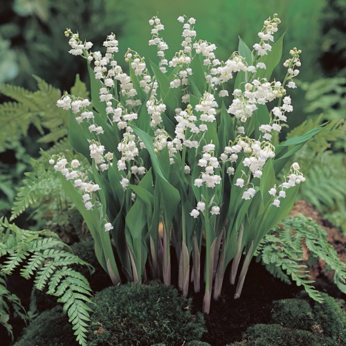 Lily Of The Valley Bulbs in...