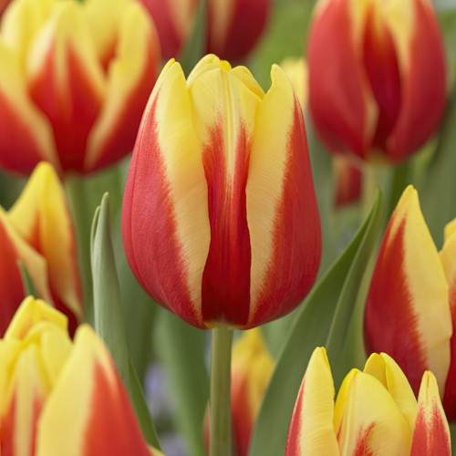 Jan Seignette Tulip Bulbs -...