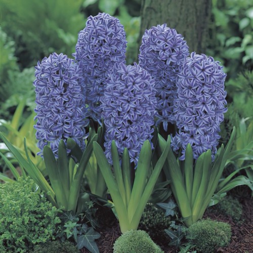 Free UK Postage 10 x Blue Hyacinth Bulbs 'All Stars' 