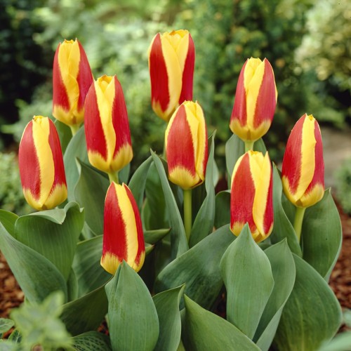 Stresa Tulip Bulbs - Dwarf...