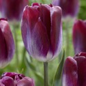 Kansas Proud Tulip Bulbs -...