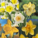 Dazzling Daffodil Collection