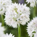 Graceful Beauty Allium Bulbs