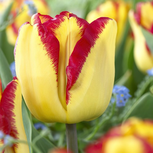Cape Town Tulip Bulbs -...