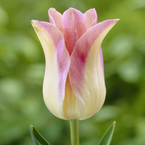 Tulip Lily Elegant Lady Bulbs