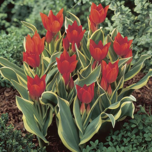 Praestans Paradox Tulip...