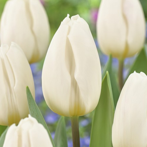 White Flag Tulip Bulbs -...