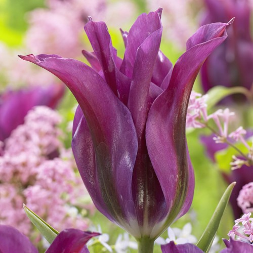 Purple Doll Tulip Bulbs -...