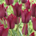 Merlot Tulip Bulbs - Lily...