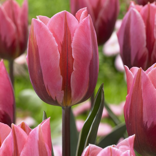 Pretty Princess Tulip Bulbs...