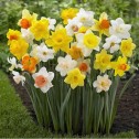 Daffodil Joy Of Spring Mixed