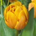 Grannys Award Tulip Bulbs -...