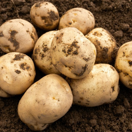 Foremost Seed Potato