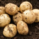 Pentland Javelin Seed Potato