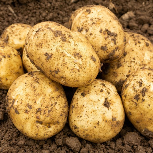 Maris Peer Seed Potato