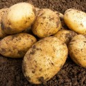 Wilja Seed Potato