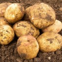 Cara Seed Potato