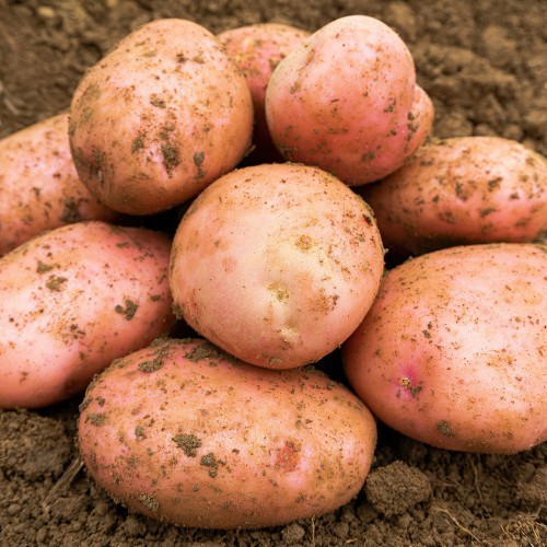 Sarpo Mira Seed Potato