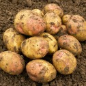 King Edward Seed Potato