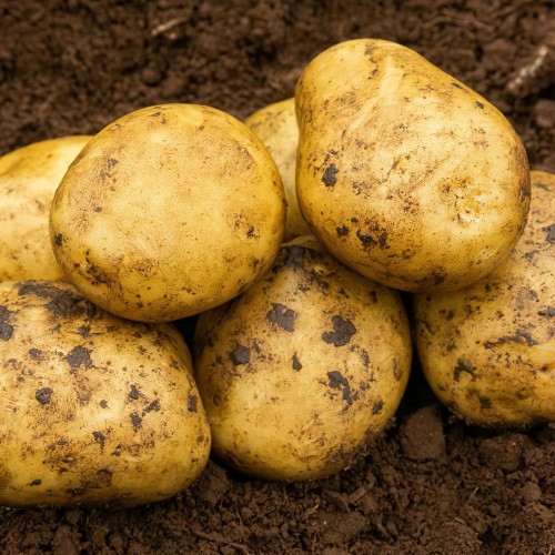 Estima Seed Potato
