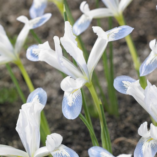 Iris Reticulata Frozen...