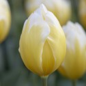 Sweetheart Tulip Bulbs -...