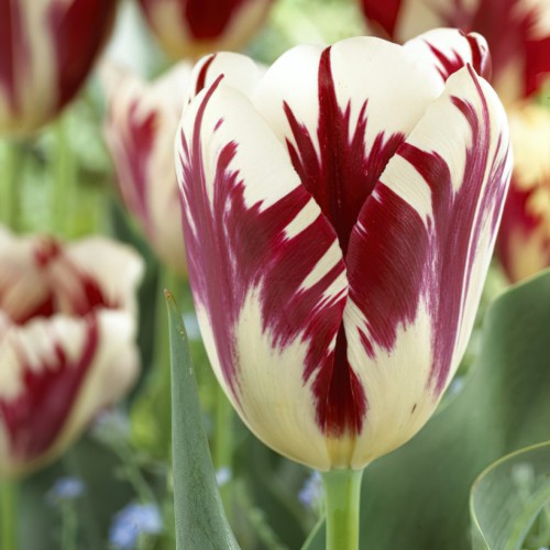Tulip Rembrandt Grand...