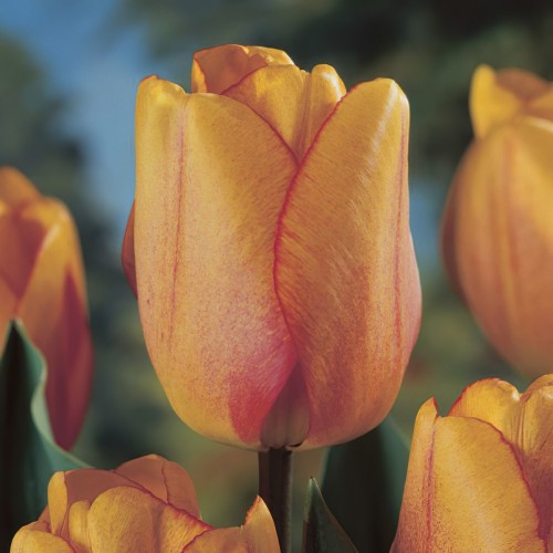 Blushing Apeldoorn Tulip...