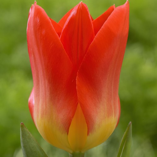 Oracle Tulip Bulbs -...