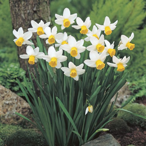 Narcissus Jack Snipe Bulbs