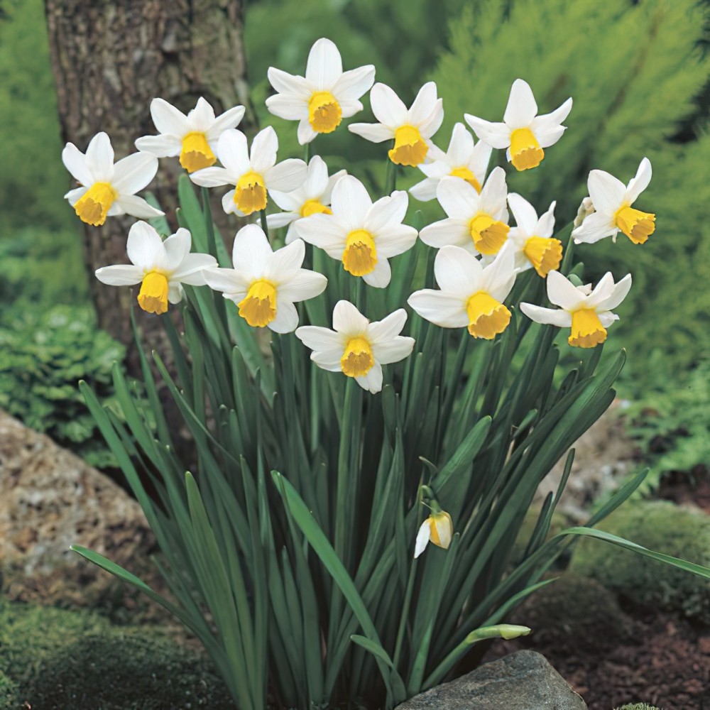 Narcissus Jack Snipe Bulbs | Buy Online | Boston Bulbs
