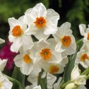 Daffodil Geranium Bulbs