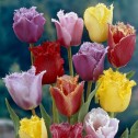 Tulip Fringed Mixed Bulbs