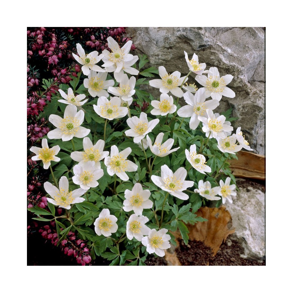 Wood Anemone In The Green (Anemone Nemerosa)