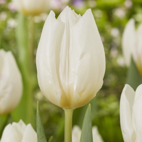 White Prince Tulip Bulbs -...