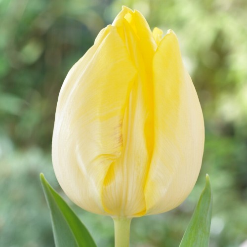 Sunny Prince Tulip Bulbs -...