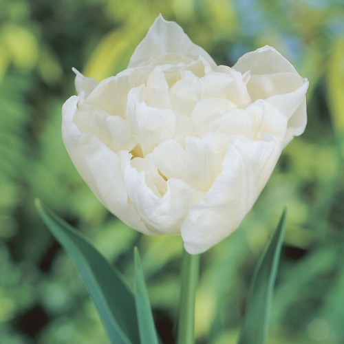 Northcap Tulip Bulbs -...