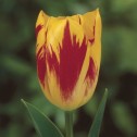 Washington Tulip Bulbs -...