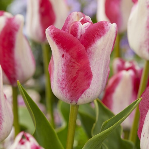 Mata Hari Tulip Bulbs -...
