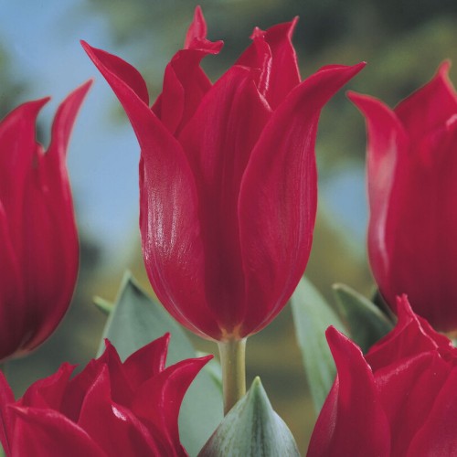 Pretty Woman Tulip Bulbs -...