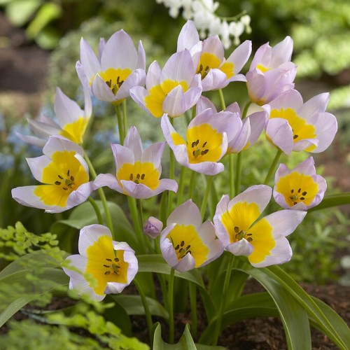Saxatilis Tulip Bulbs -...