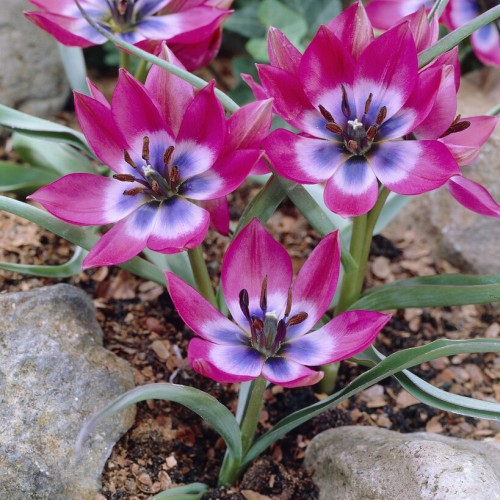 Little Beauty Tulip Bulbs -...