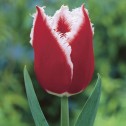 Canasta Tulip Bulbs -...
