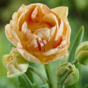 Charming Lady Tulip Bulbs -...