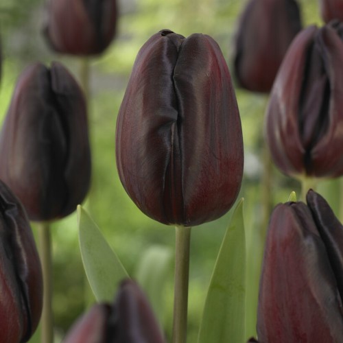 Continental Tulip Bulbs -...