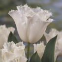 Tulip Fringed Honeymoon Bulbs
