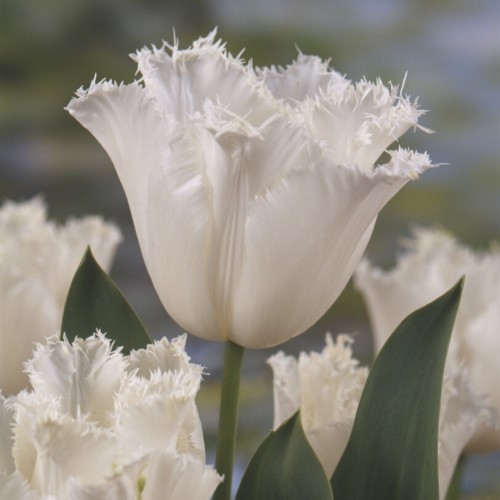 Honeymoon Tulip Bulbs -...