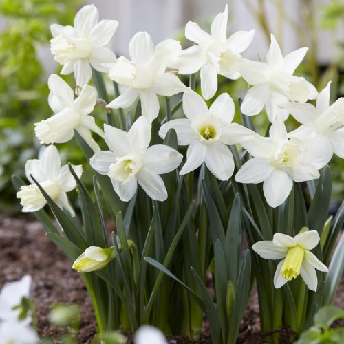 Narcissus Snow Baby Bulbs