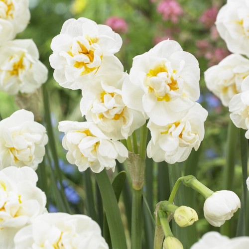 Daffodil Bridal Crown Bulbs